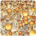 Псилоцибиновые (галлюциногенные)  грибы Psilocybin "Golden Teacher" в Шумерле