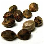 Семена марихуаны АК-47  (Seeds AK-47) в Шумерле